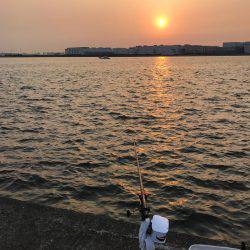 南港 チヌ フカセ