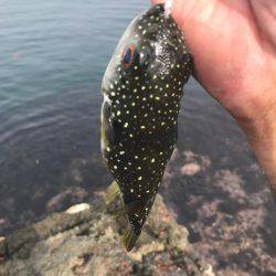 小浜市地磯フカセ釣り