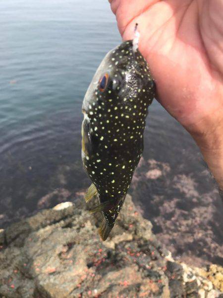 小浜市地磯フカセ釣り