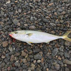 ショアジギはまち