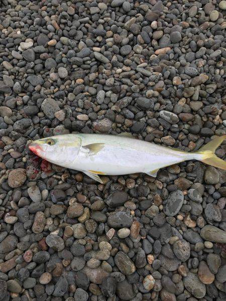 ショアジギはまち