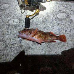 メバルはそろそろ終わりか？