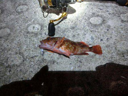 メバルはそろそろ終わりか？