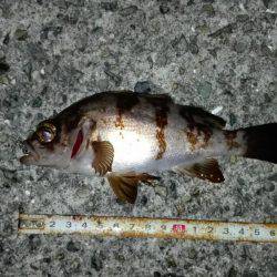 土庄町メバリング