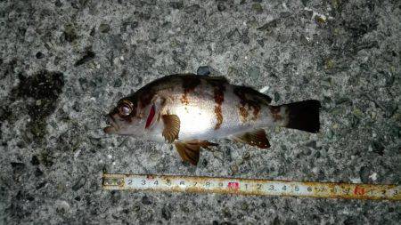 土庄町メバリング