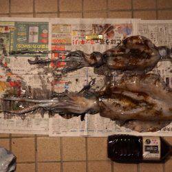 岬町で春アオリ2.67kg