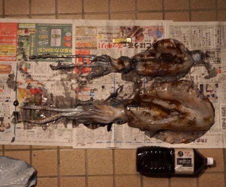 岬町で春アオリ2.67kg