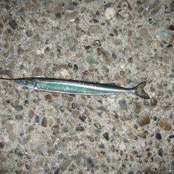 渋いながらもまずまず