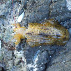 晴天、磯でアオリイカのヤエン釣り