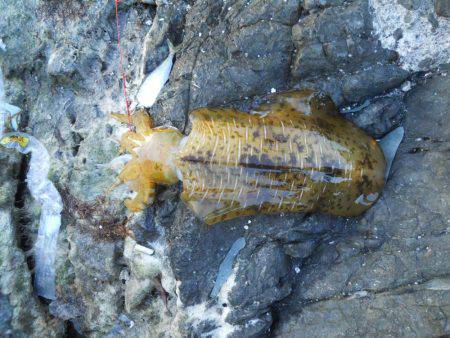 晴天、磯でアオリイカのヤエン釣り