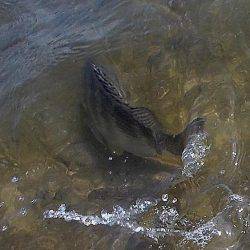 甲子園浜　デイゲーム　シーバス５×キビレ２×エイ４