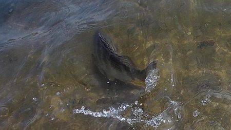 甲子園浜　デイゲーム　シーバス５×キビレ２×エイ４