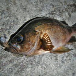 アジングは不調