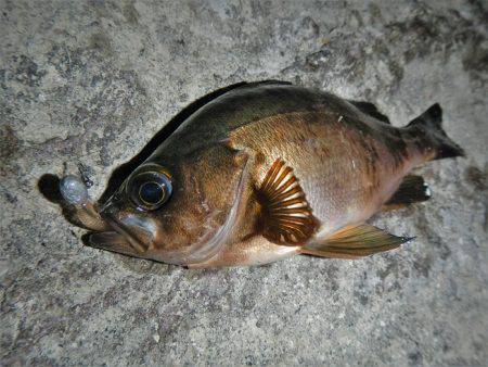 アジングは不調