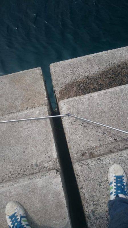 アオリはどこに？