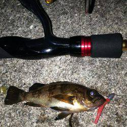 小さいメバルと普通のガシラ