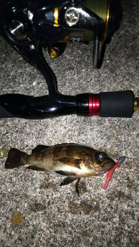 小さいメバルと普通のガシラ