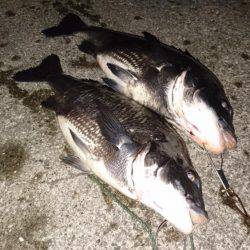 マニックでチヌ