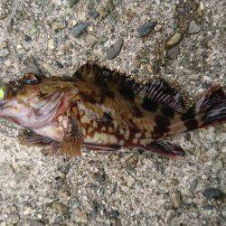 シーバスのちガシラ