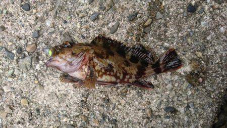 シーバスのちガシラ