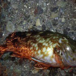 メバル狙いで、ドラグが止まらない!