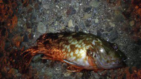 メバル狙いで、ドラグが止まらない!