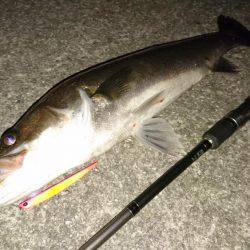 久しぶりのランカー