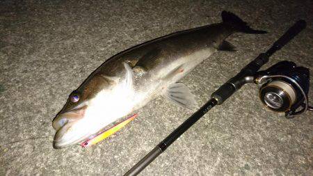 久しぶりのランカー