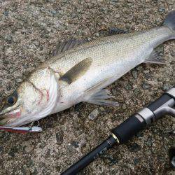 アブシンのちシーバス