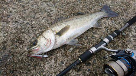 アブシンのちシーバス