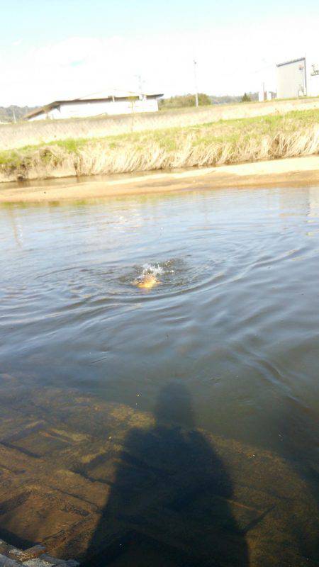 お手軽鯉釣り