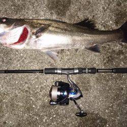 バチ抜けでシーバス&チヌ