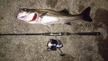 バチ抜けでシーバス&チヌ