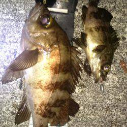 今年のメバリング初釣行