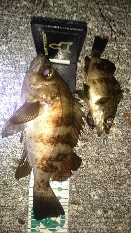 今年のメバリング初釣行