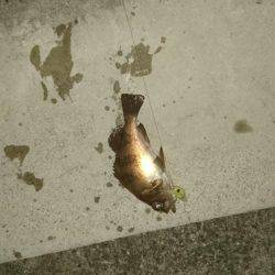 連夜のメバリング