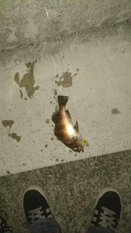 連夜のメバリング