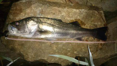 淀川キビレ爆釣！