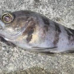 初投稿してみました!!