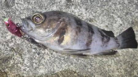 初投稿してみました!!