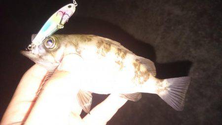 癒し系メバリング