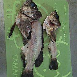 ２５㎝＼(^-^)／