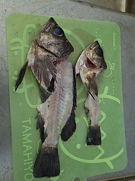 ２５㎝＼(^-^)／