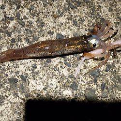 大きな水溜まり