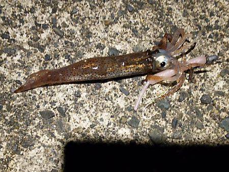 大きな水溜まり