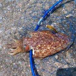 エギングでエソ