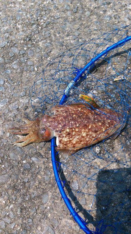 エギングでエソ