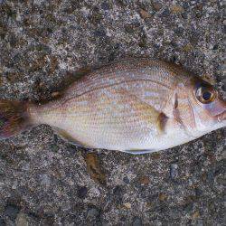 連休釣行釣行１