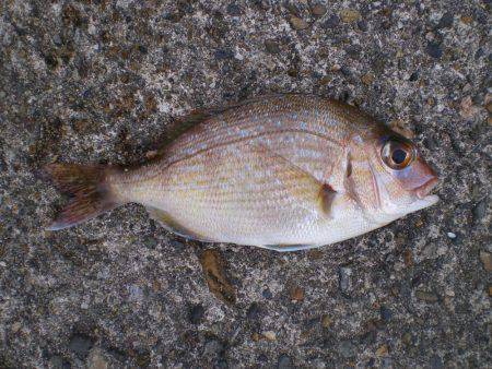 連休釣行釣行１