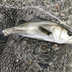 帰って来たあおのすけ